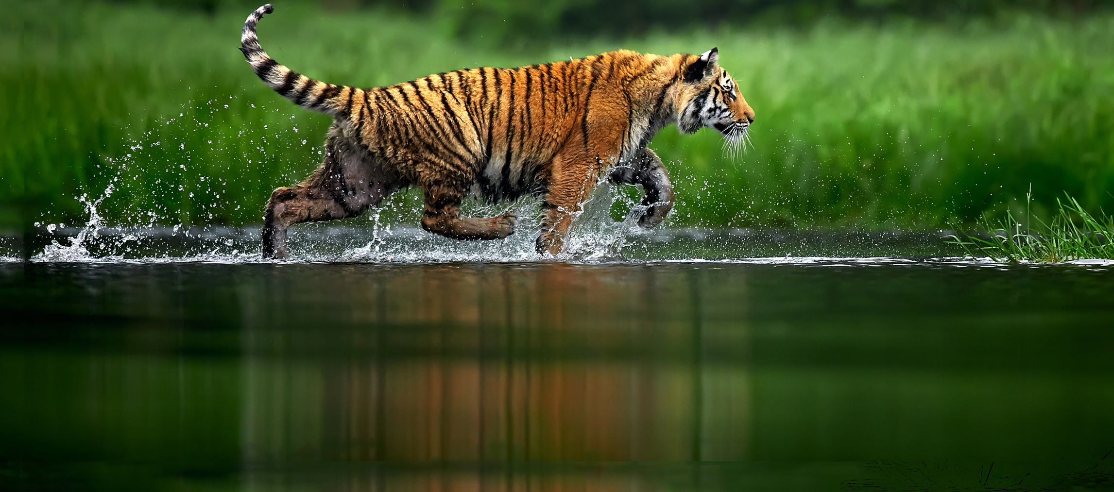 Webdesign Service - Website maken - background green 1200