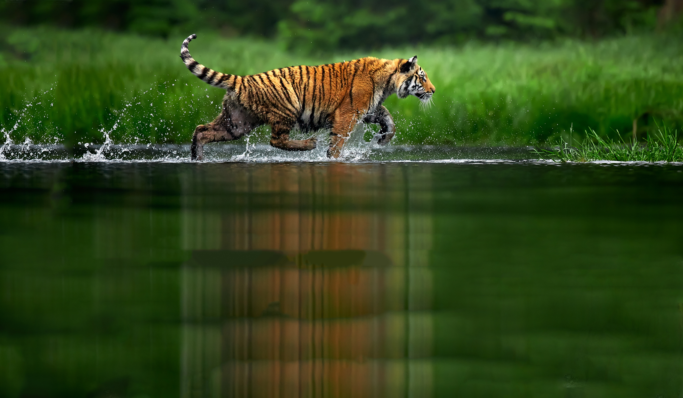 Webdesign Service - Website maken - background green 480