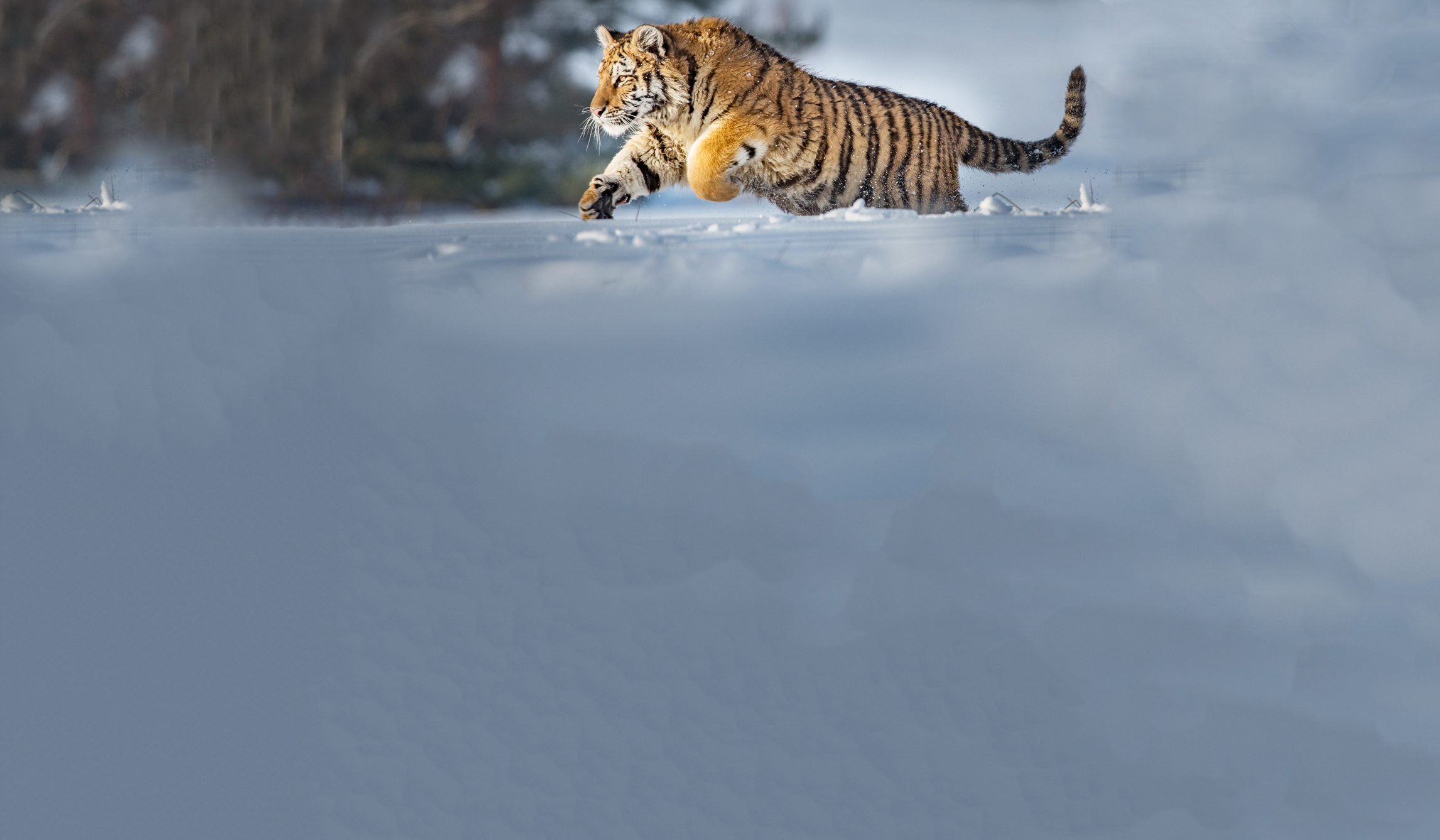 Webdesign Service - Website maken - background jump 480