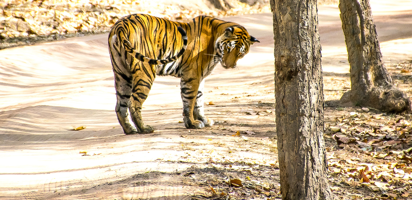 Webdesign Service - Website maken - background liggend