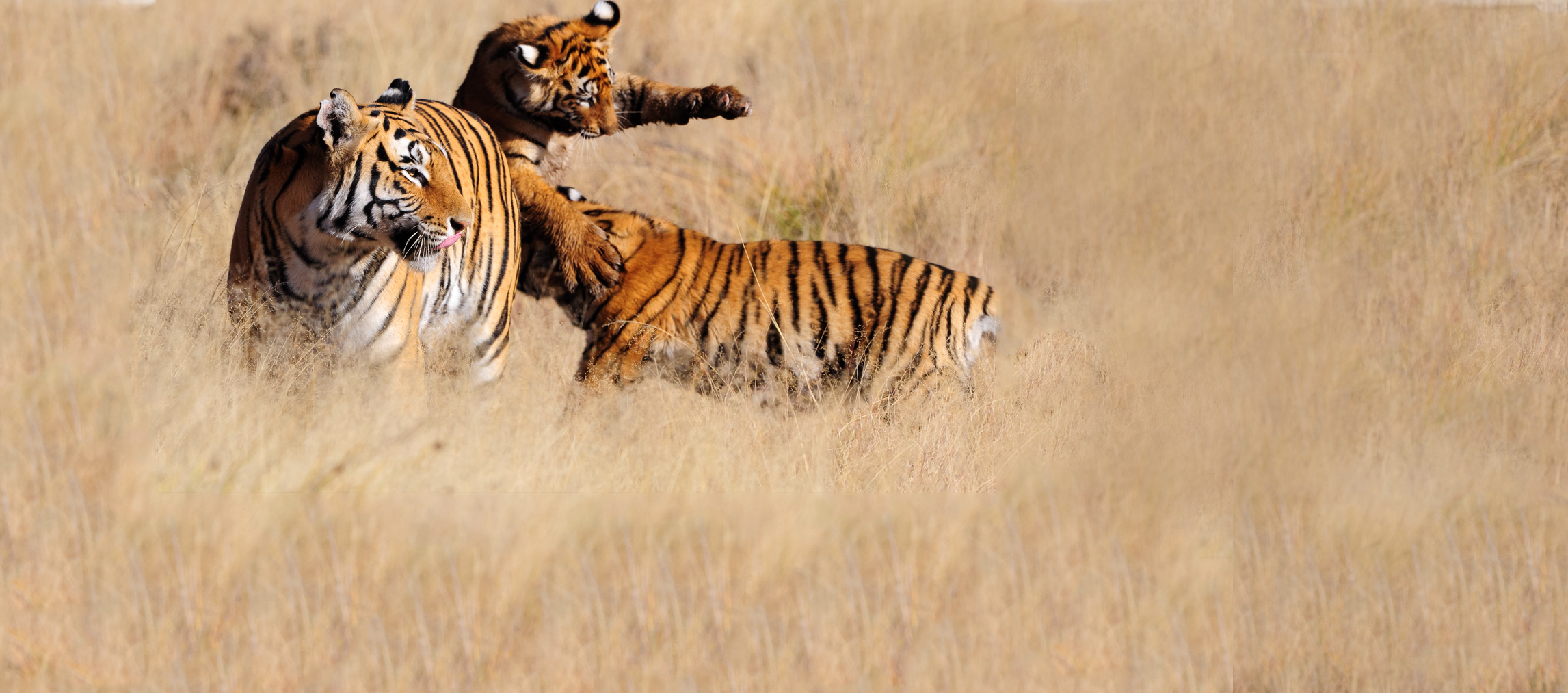 Webdesign Service - Website maken - background jong 1200