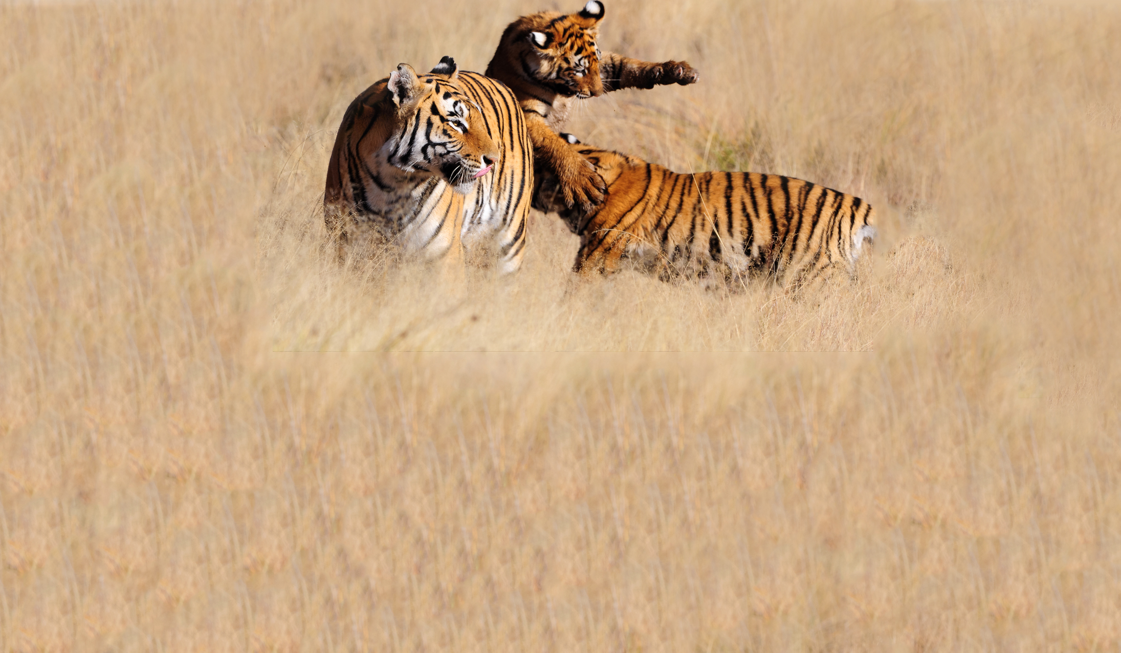 Webdesign Service - Website maken - background jong 480