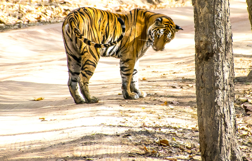 Webdesign Service - Website maken - background staand 780