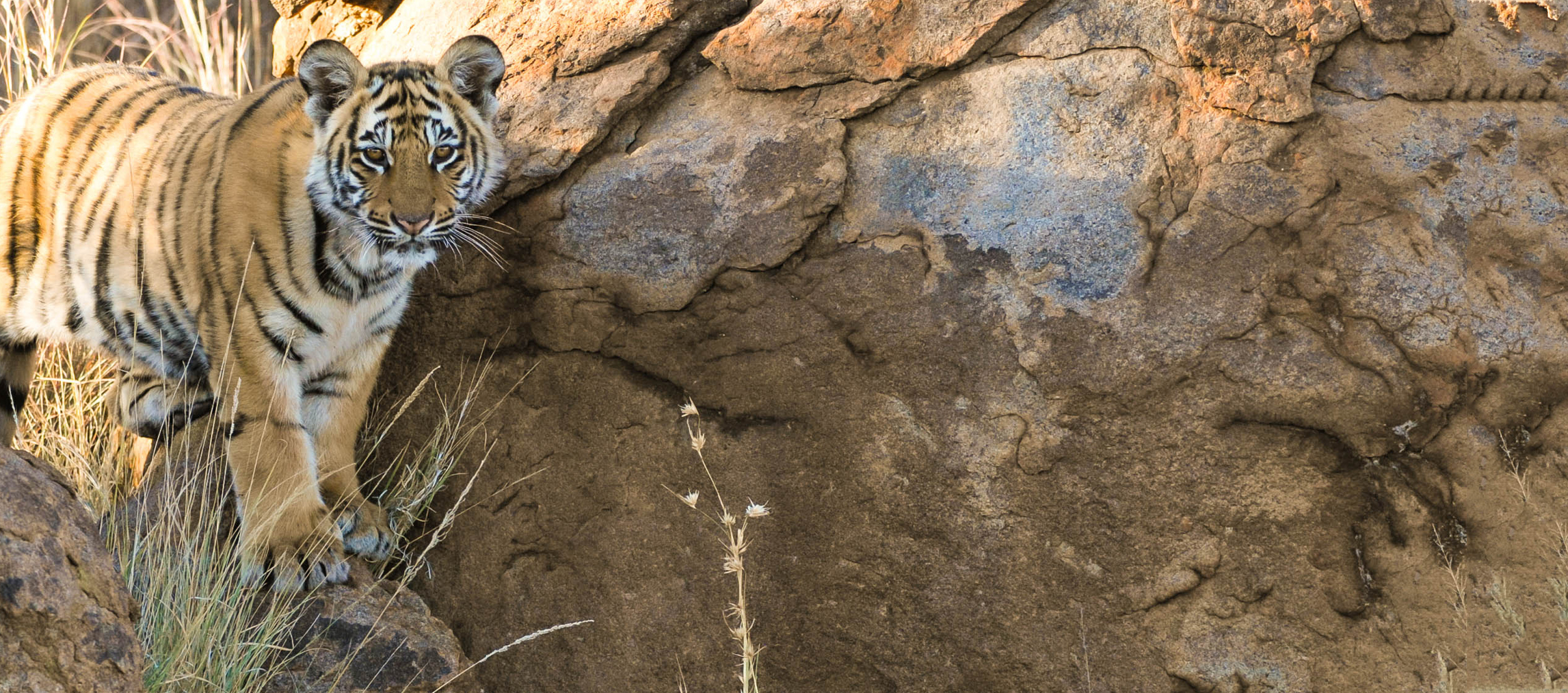 Webdesign Service - Website maken - background tijgerjong 1200