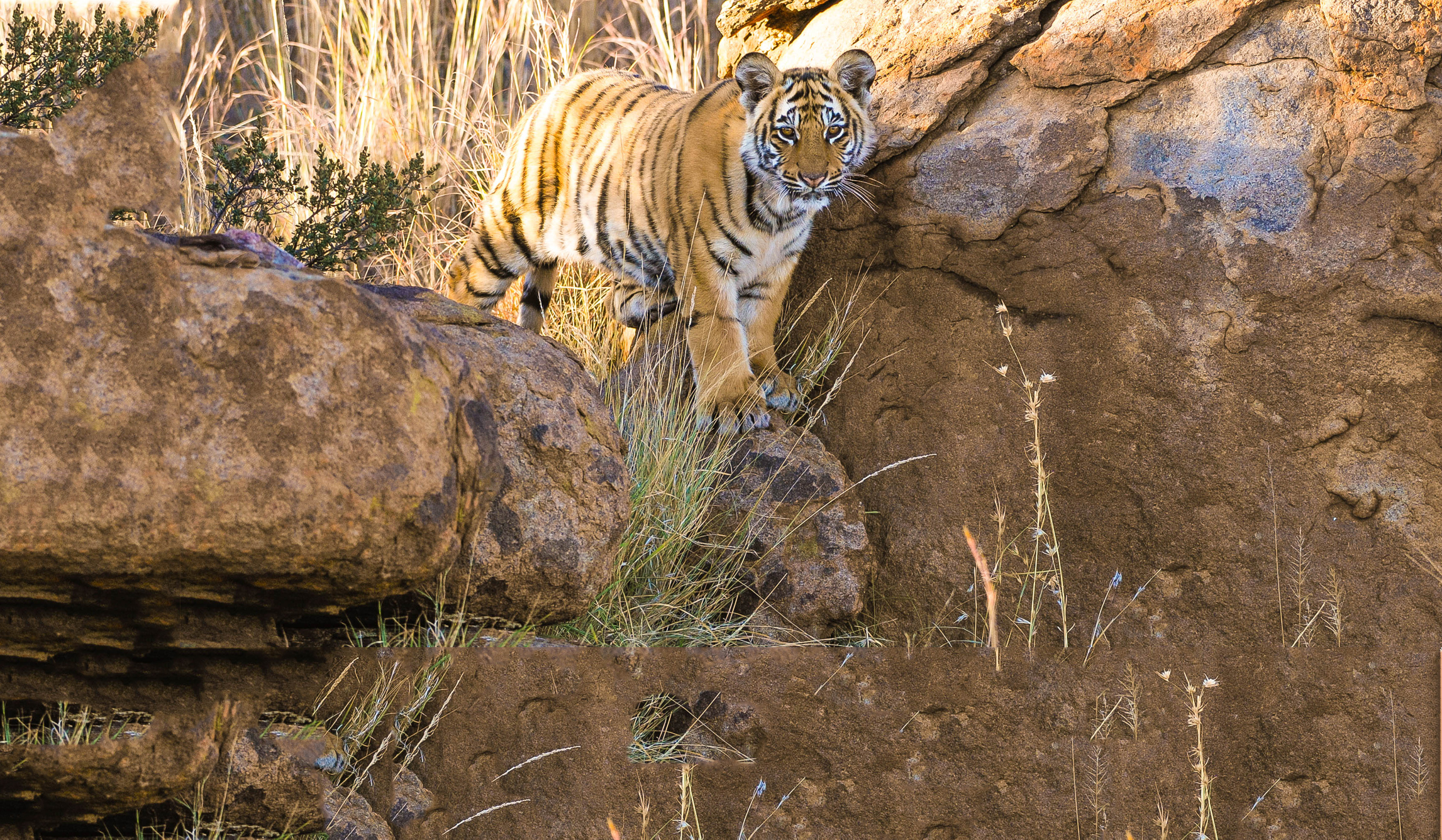 Webdesign Service - Website maken - background tijgerjong 480