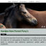 Webdesign for Kantjes New Forest Ponies